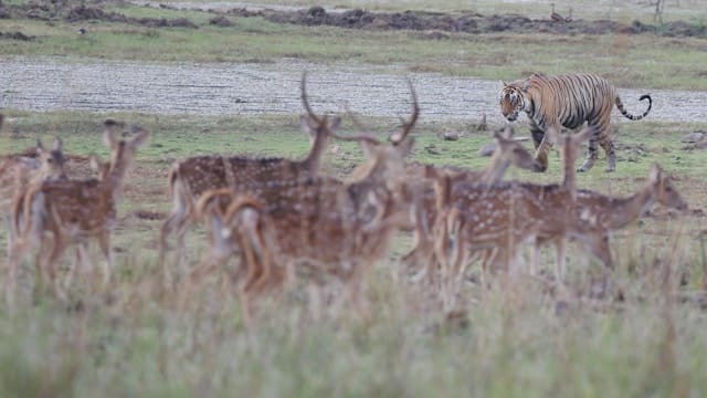 8D7N RAJASTHAN WILDLIFE SAFARI (PRIVATE TOUR)