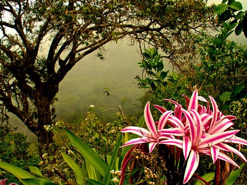 Southern Cebu’s Wildflowers