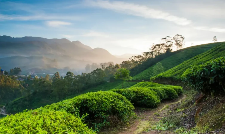 Beautiful_Tea_Plantations_in_Kerala_0