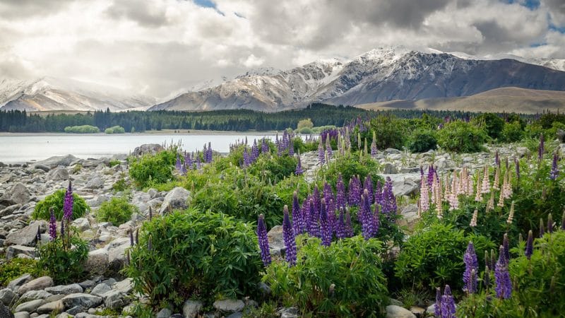 More New Zealand