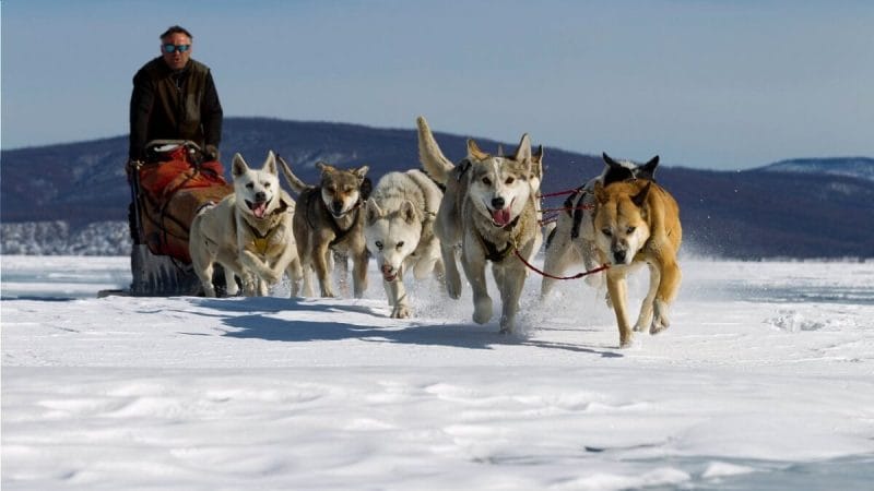 dog_sledding-1