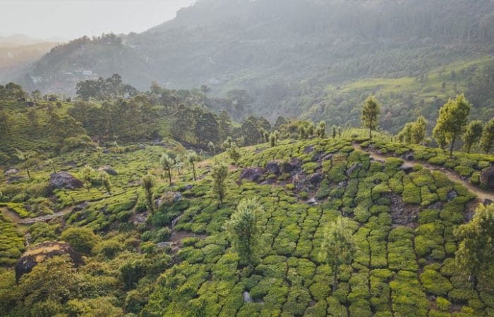 munnar-tea-estates