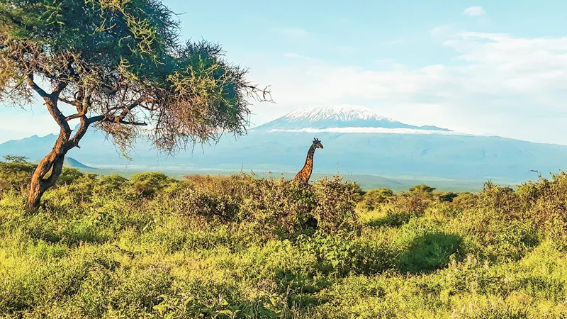 amboseli-afternoon-game-drive-amboseli-national-park-kenya-13