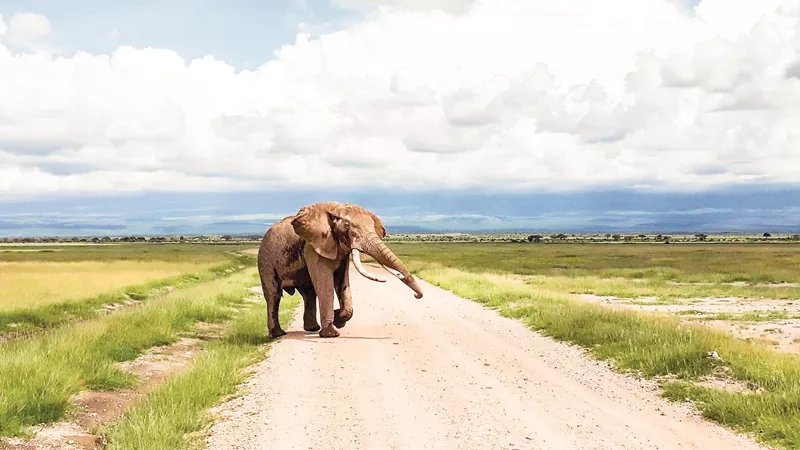 amboseli-morning-game-drive-amboseli-national-park-kenya-13