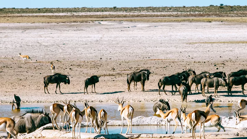 day14_etosha_namibia_shot_01-2