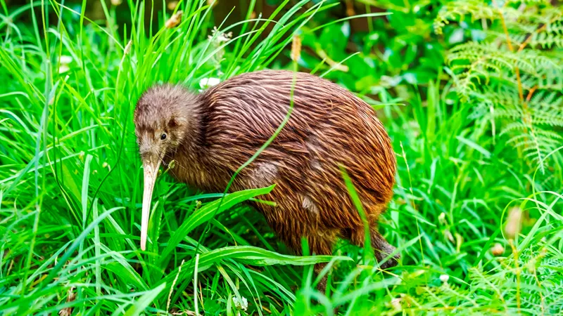 kiwi-at-the-wellington-zoo-85866680-1