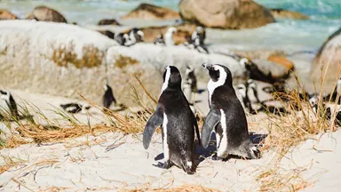 penguins-boulder-beach-cape-town-south-africa-2 (1)