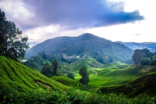 3D2N CAMERON HIGHLAND HONEYMOON